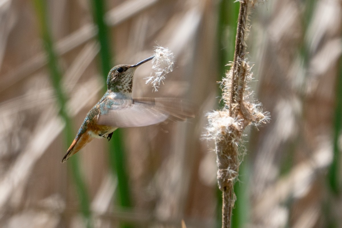 chaparralkolibri - ML153310921