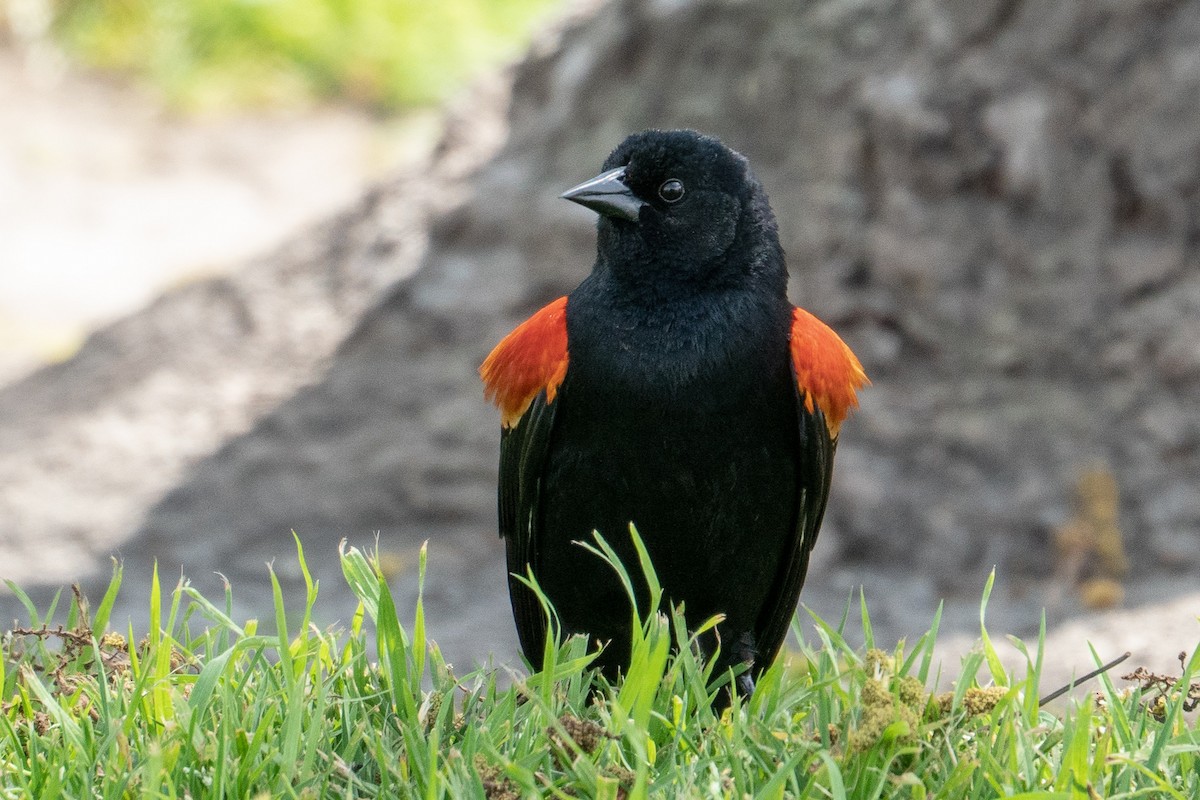 Red-winged Blackbird - ML153311111