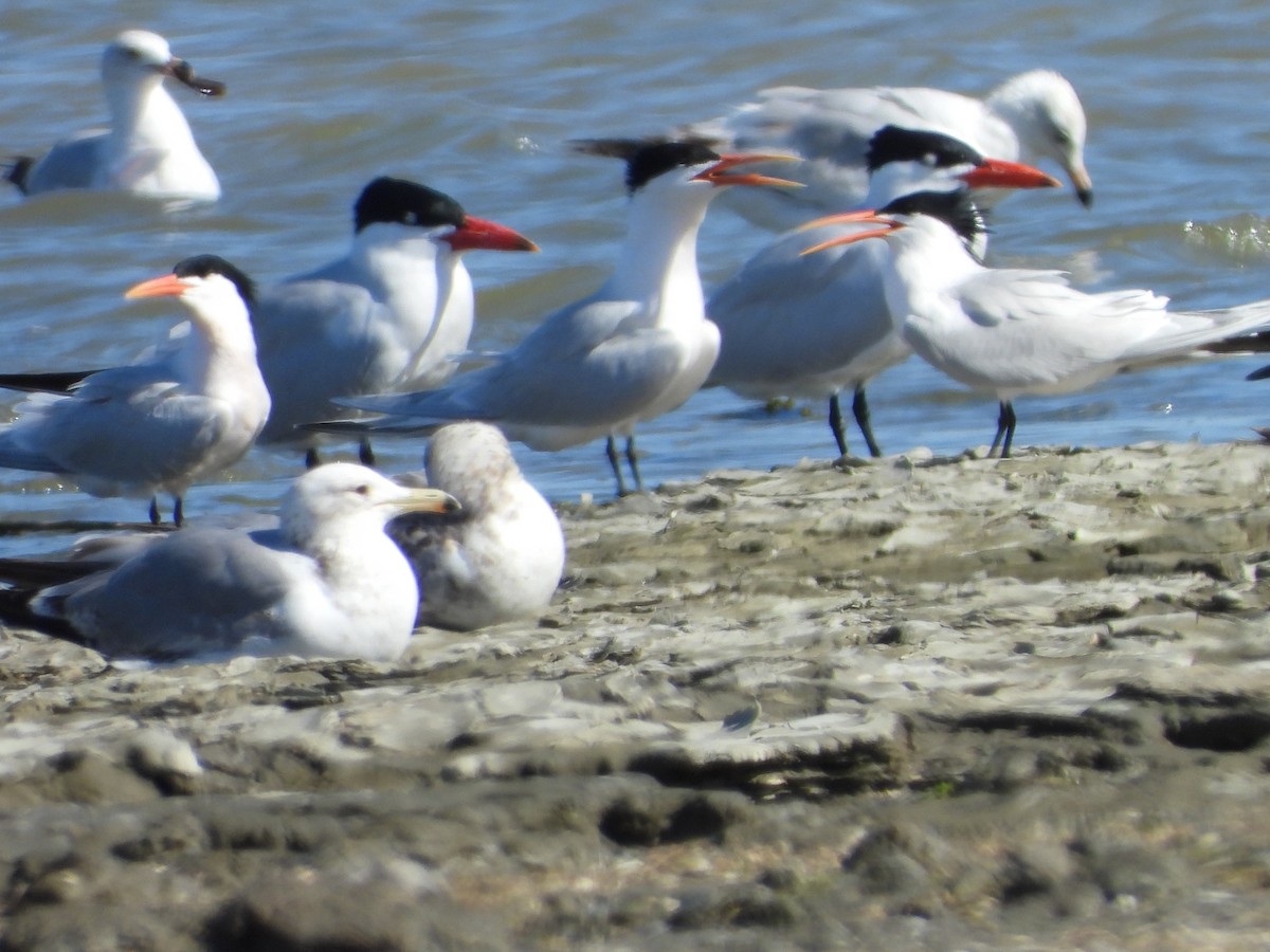 Elegant Tern - ML153311181