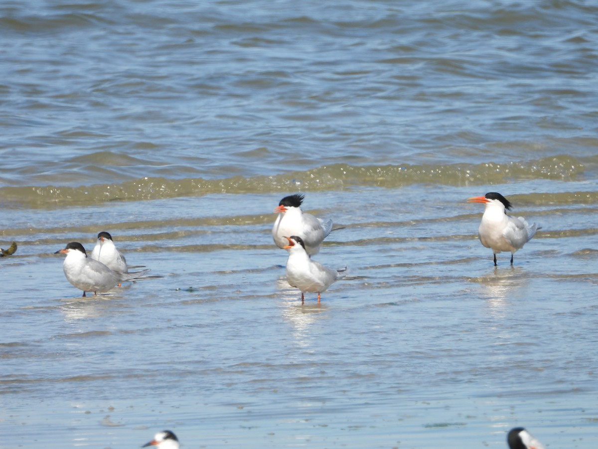 Elegant Tern - ML153311611