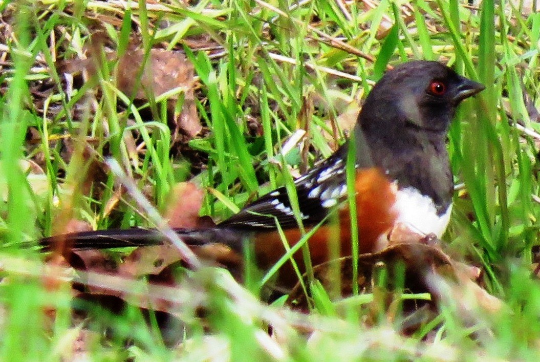 Spotted Towhee - ML153311721