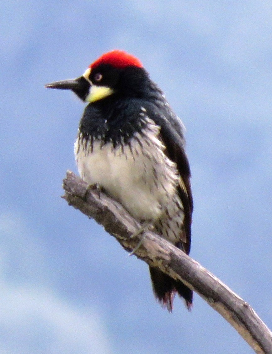 Acorn Woodpecker - ML153311751