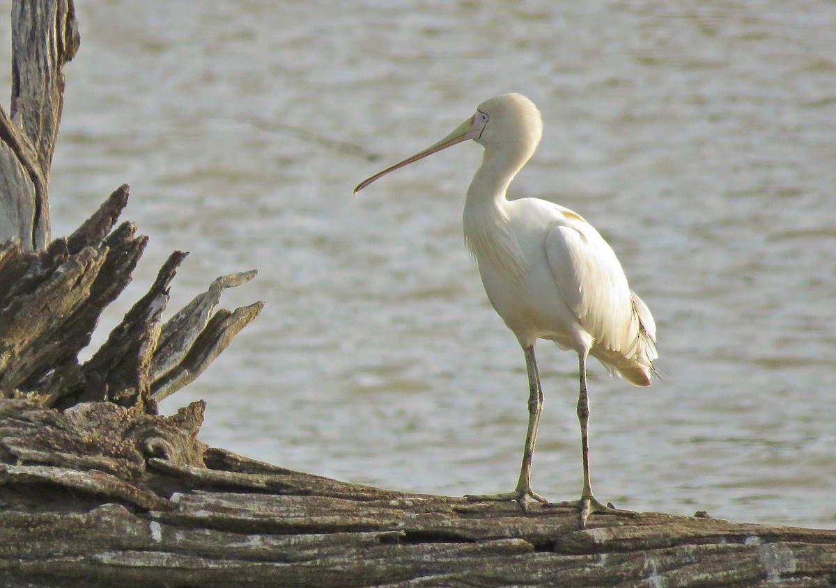 Yellow-billed Spoonbill - ML153311931