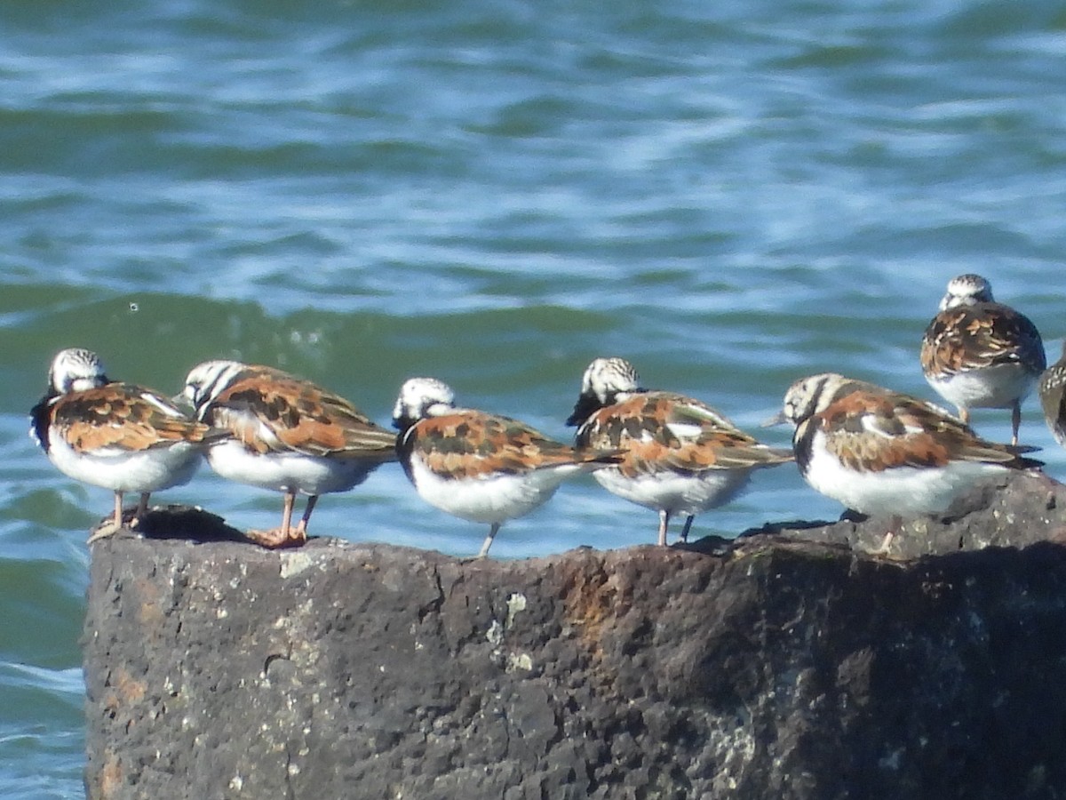 Ruddy Turnstone - ML153312631