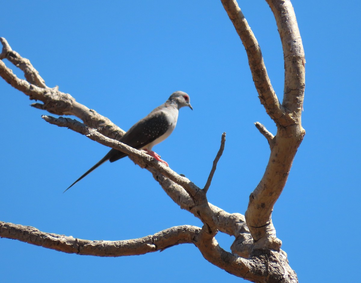 Diamond Dove - ML153312681