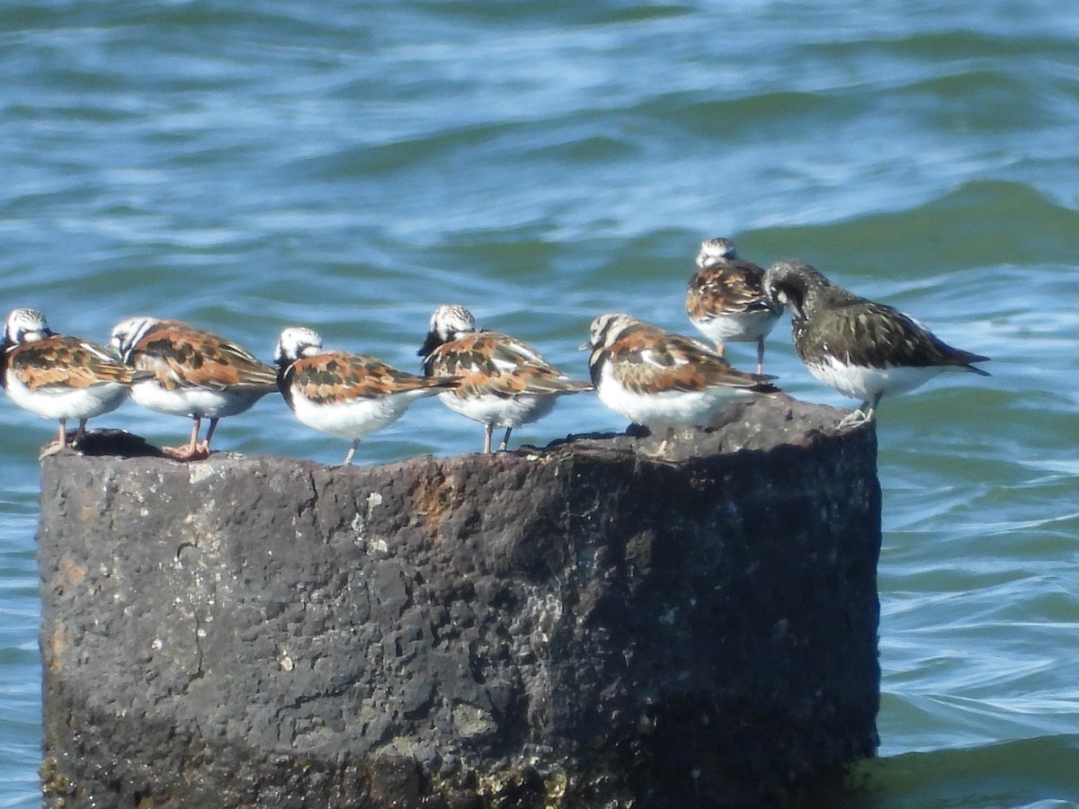 Black Turnstone - ML153312751