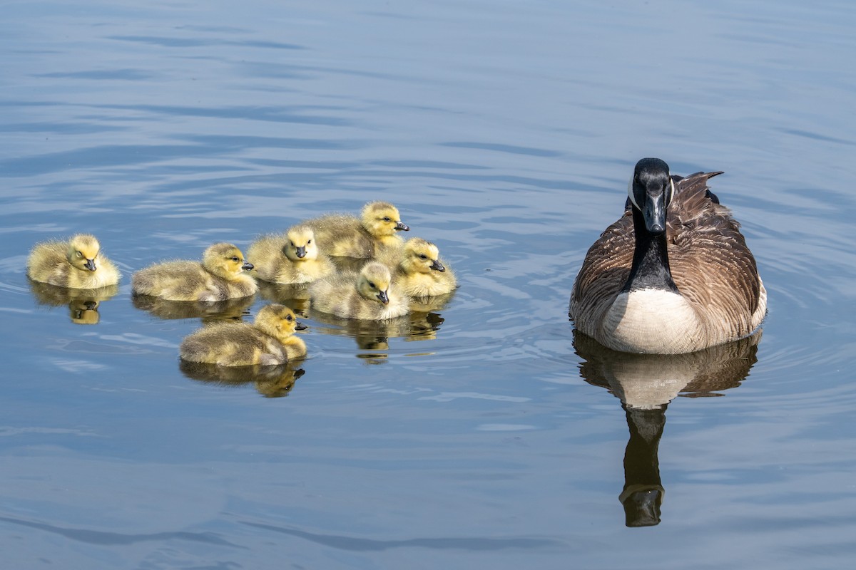 Canada Goose - ML153312811