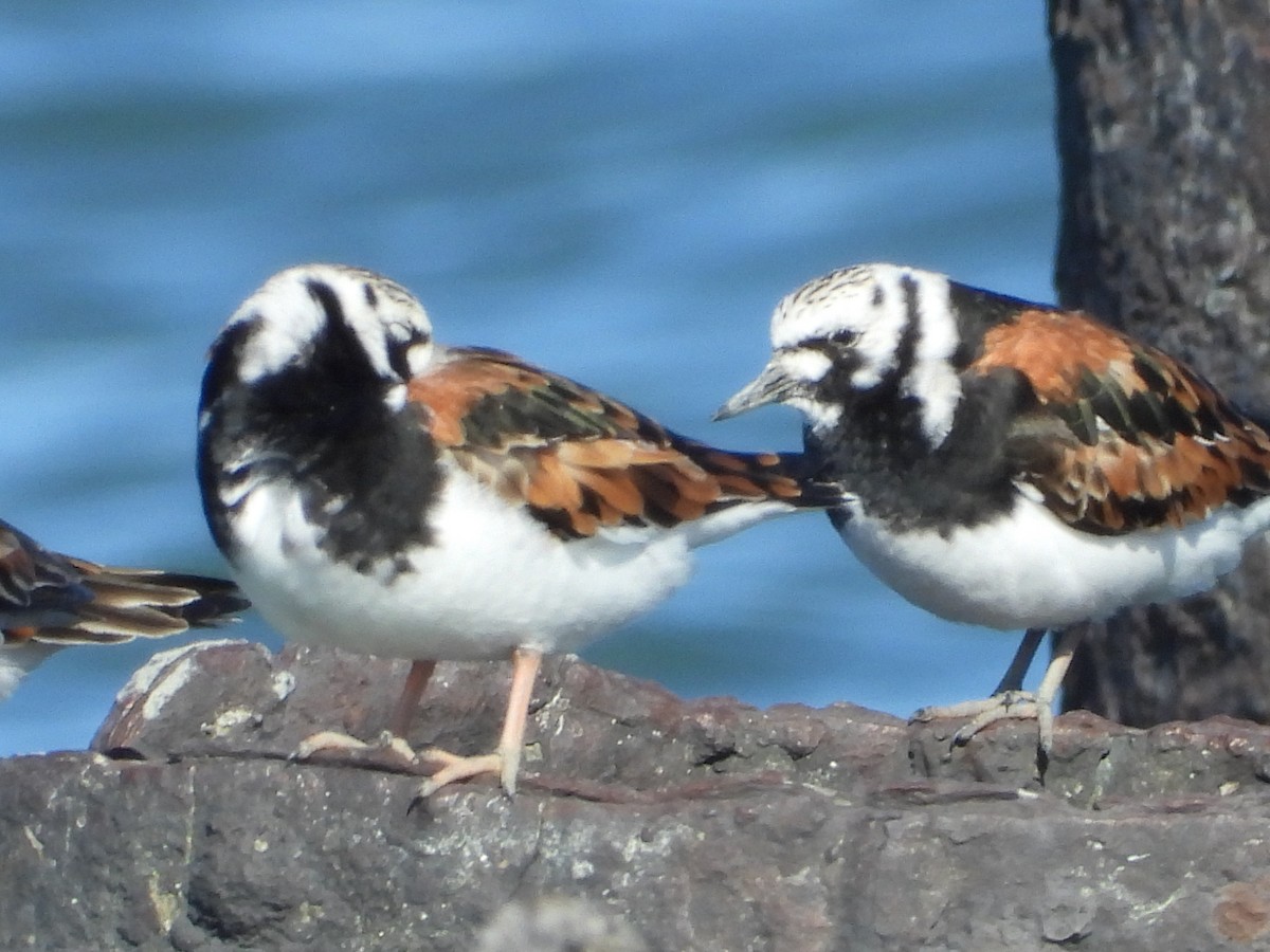 Ruddy Turnstone - ML153313181