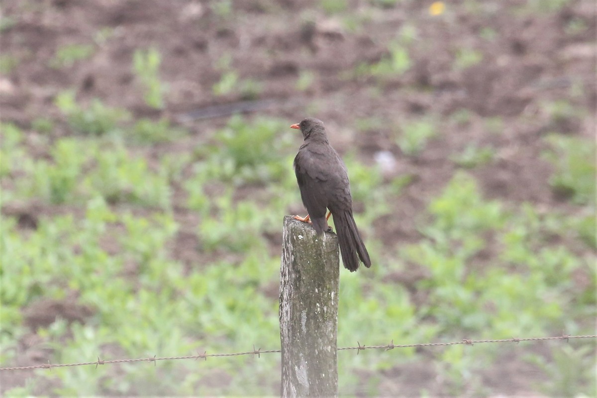 Great Thrush - ML153313411