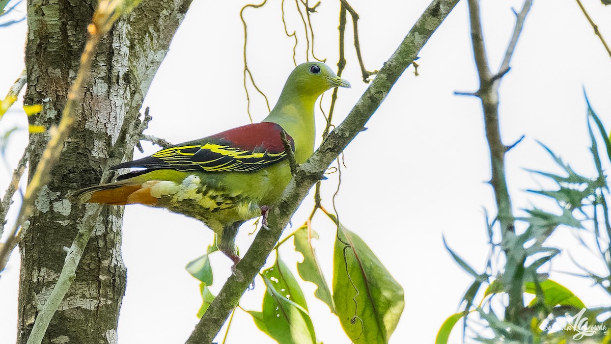 Gray-fronted Green-Pigeon - ML153313441