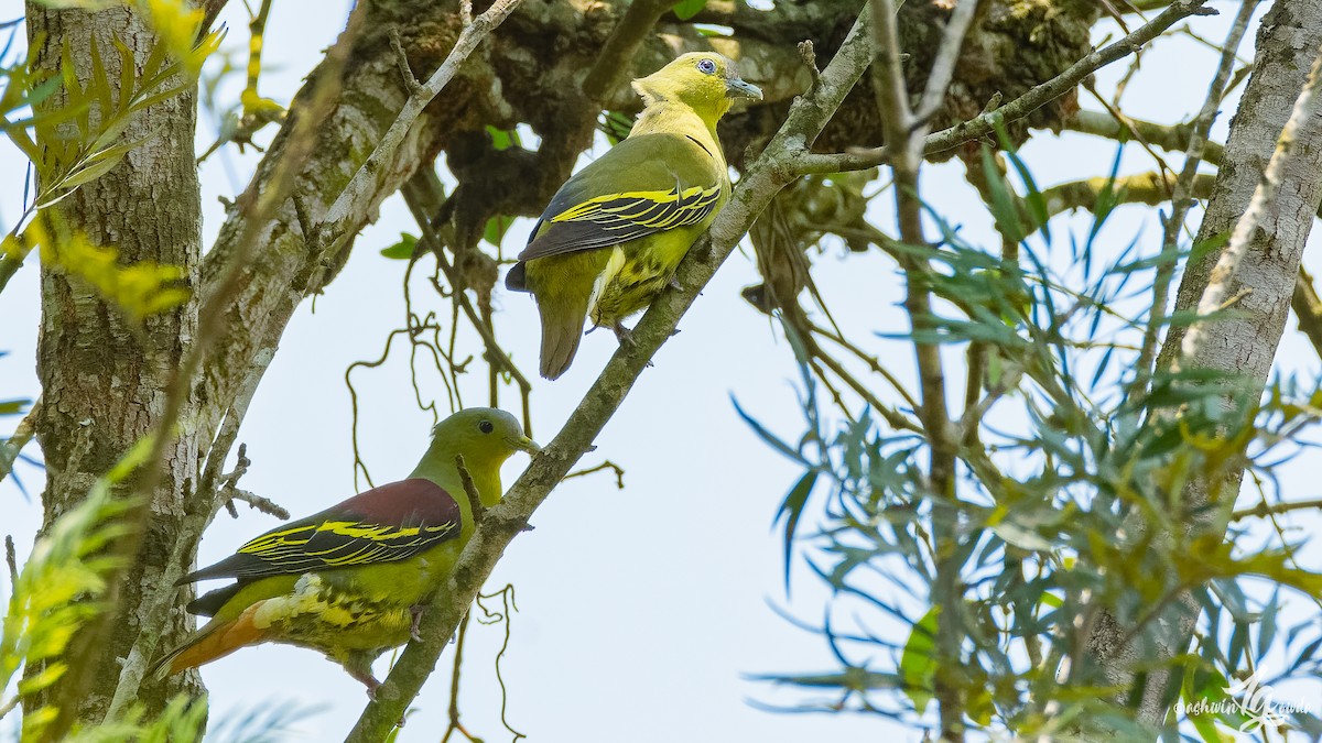 Gray-fronted Green-Pigeon - ML153313471