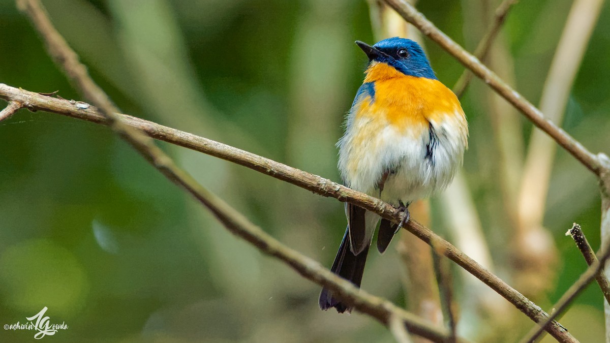 Tickell's Blue Flycatcher - ML153313561