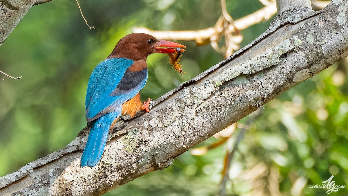 White-throated Kingfisher - ML153313591