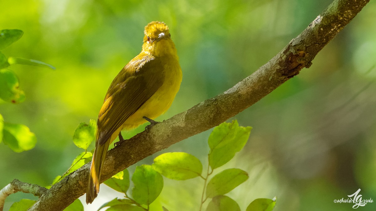 Yellow-browed Bulbul - ML153313691