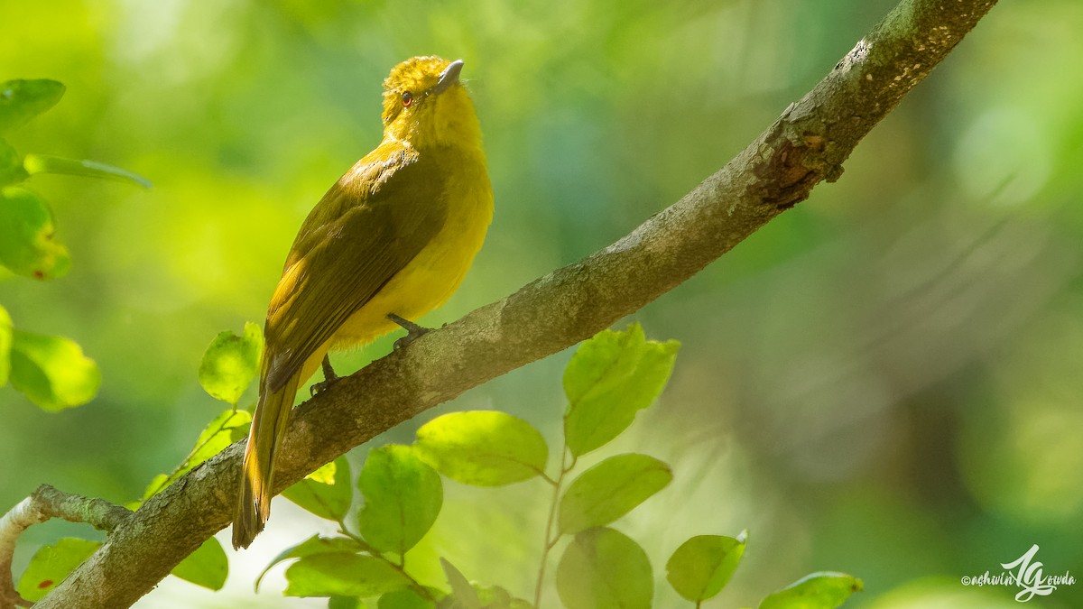 Yellow-browed Bulbul - ML153313701