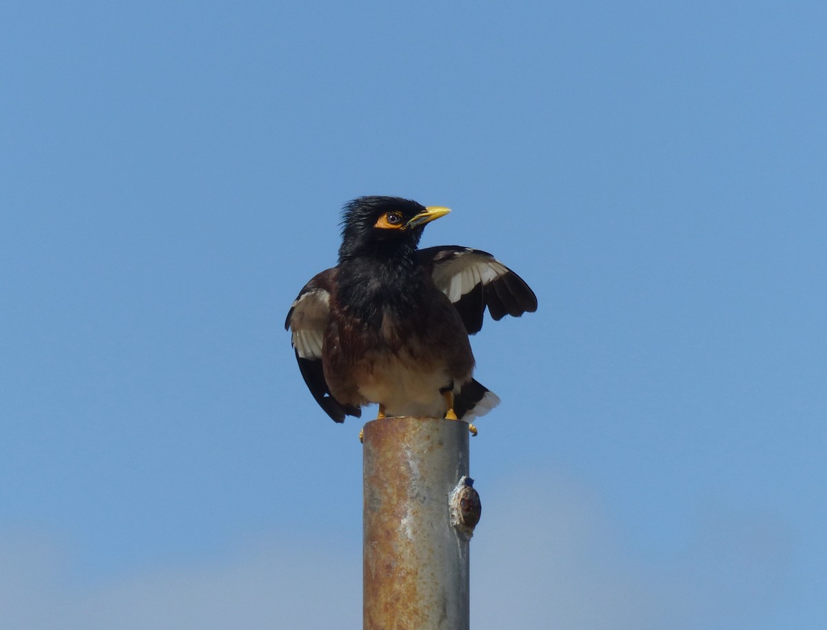 Common Myna - ML153313801