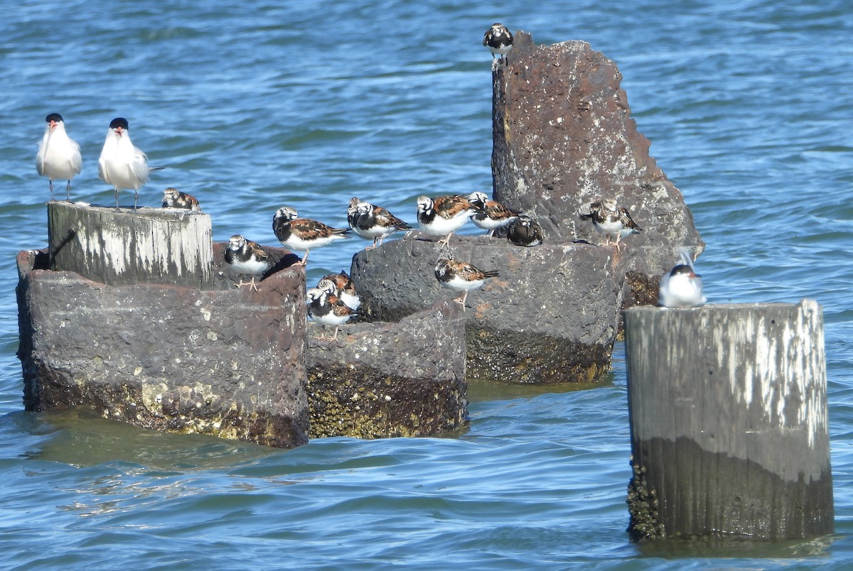 Ruddy Turnstone - ML153313821