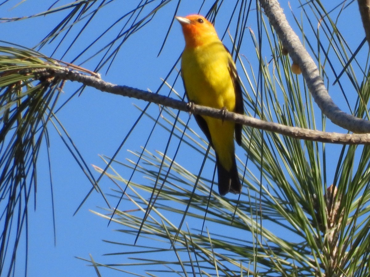 Western Tanager - Srikant Char