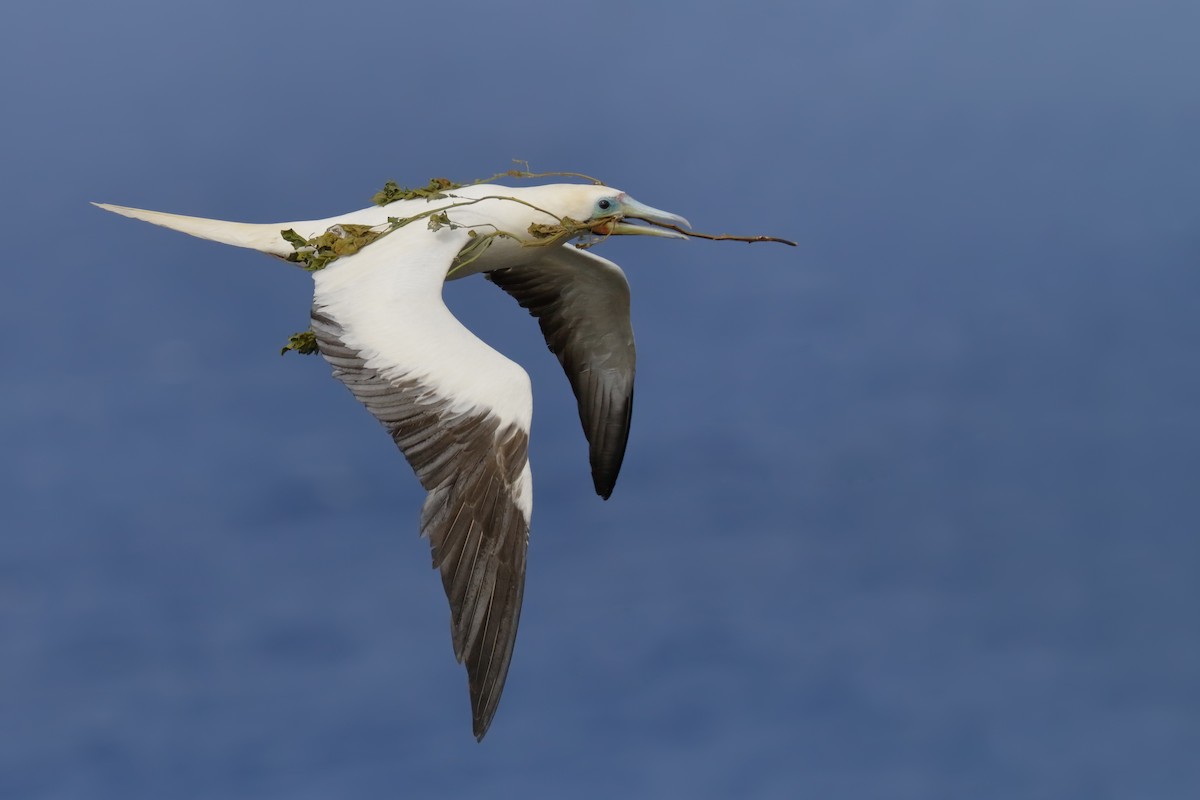 Red-footed Booby - ML153317581