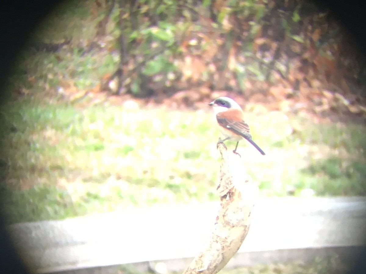 Burmese Shrike - ML153317801