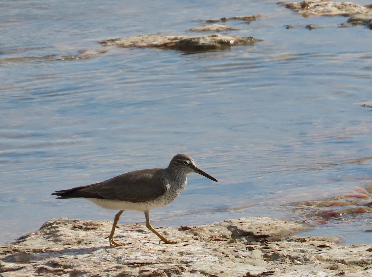 Gray-tailed Tattler - Russell Woodford