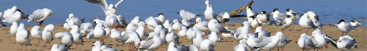 Australian Tern - ML153319321