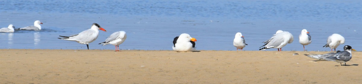 Caspian Tern - ML153319411