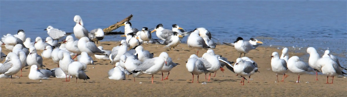 Great Crested Tern - ML153319571