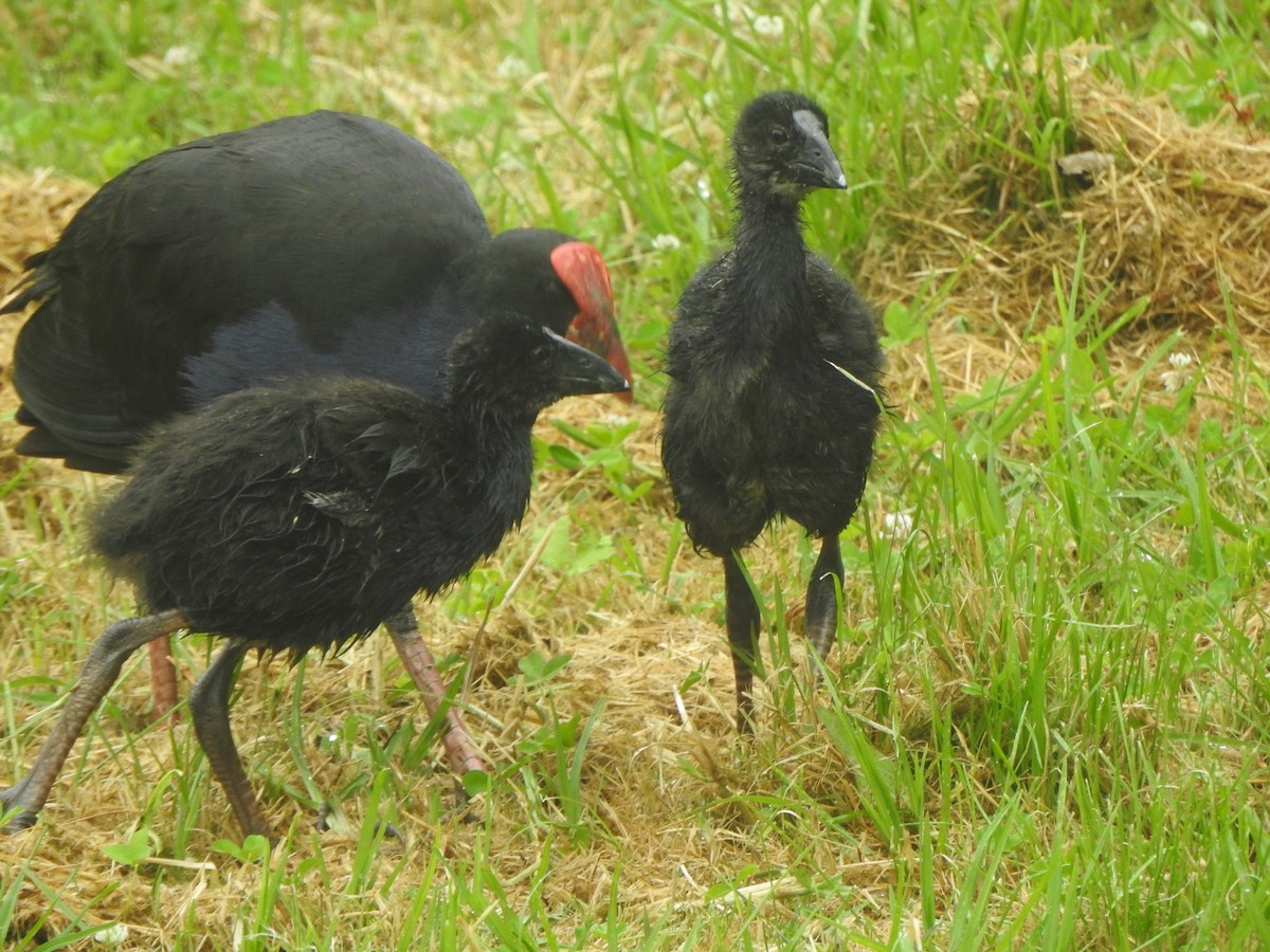 Australasian Swamphen - ML153320521