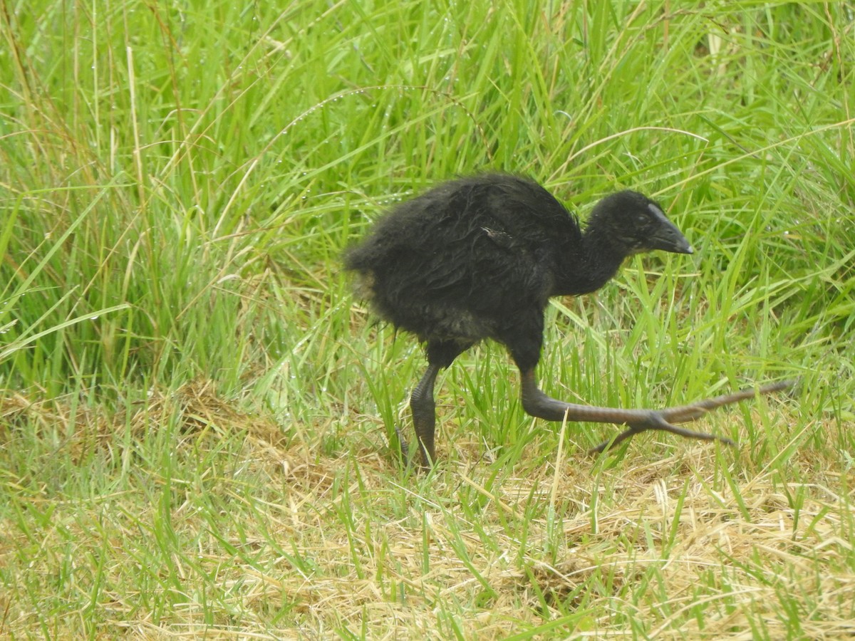 Australasian Swamphen - ML153320531