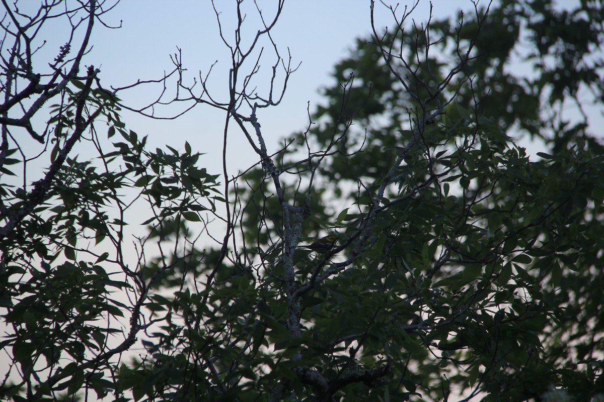 Black-throated Green Warbler - ML153320701