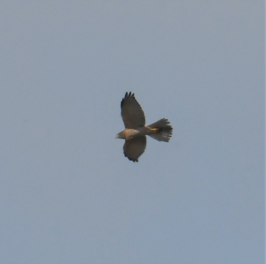 Brown Goshawk - ML153322191