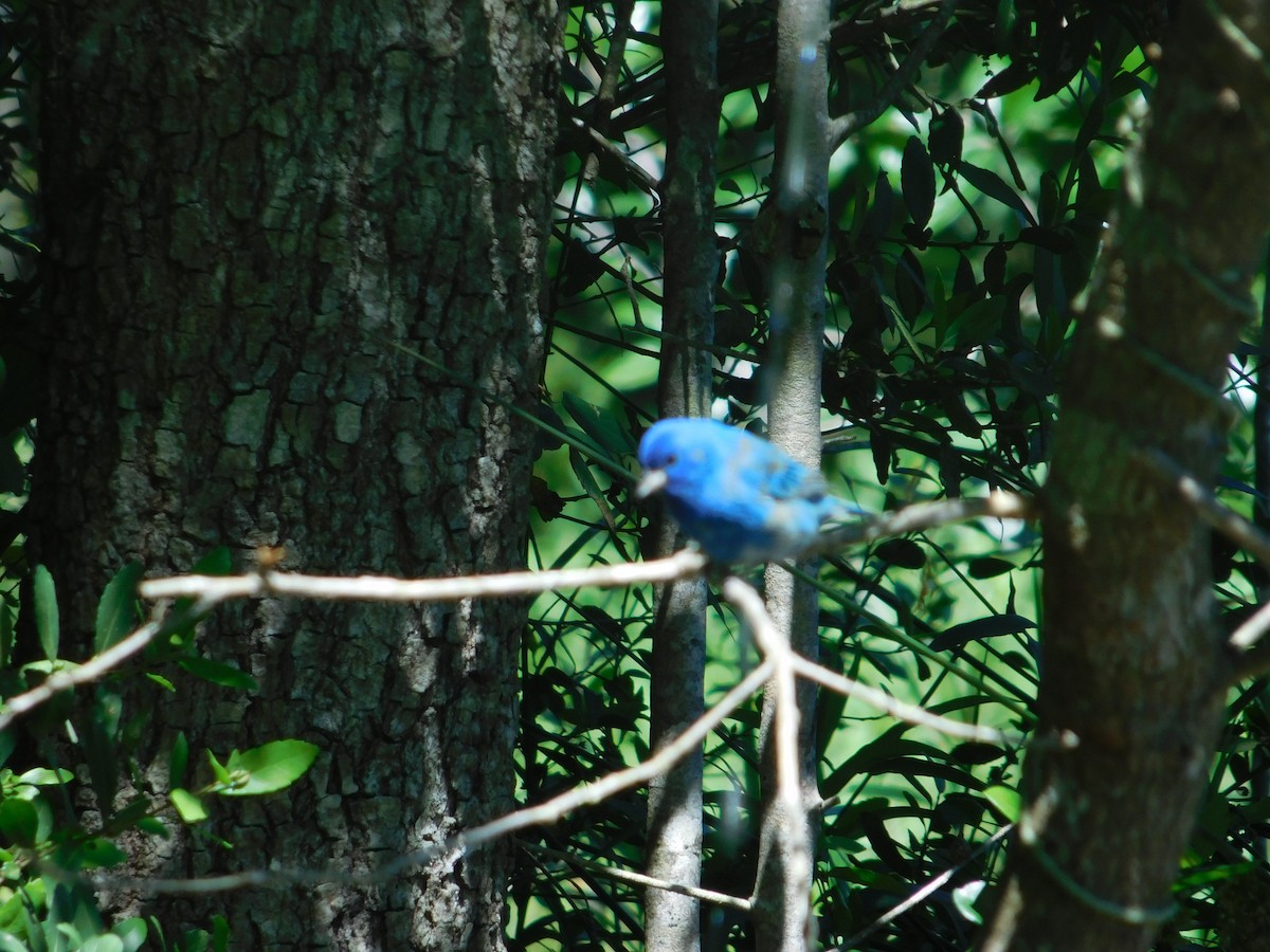 Indigo Bunting - ML153322261