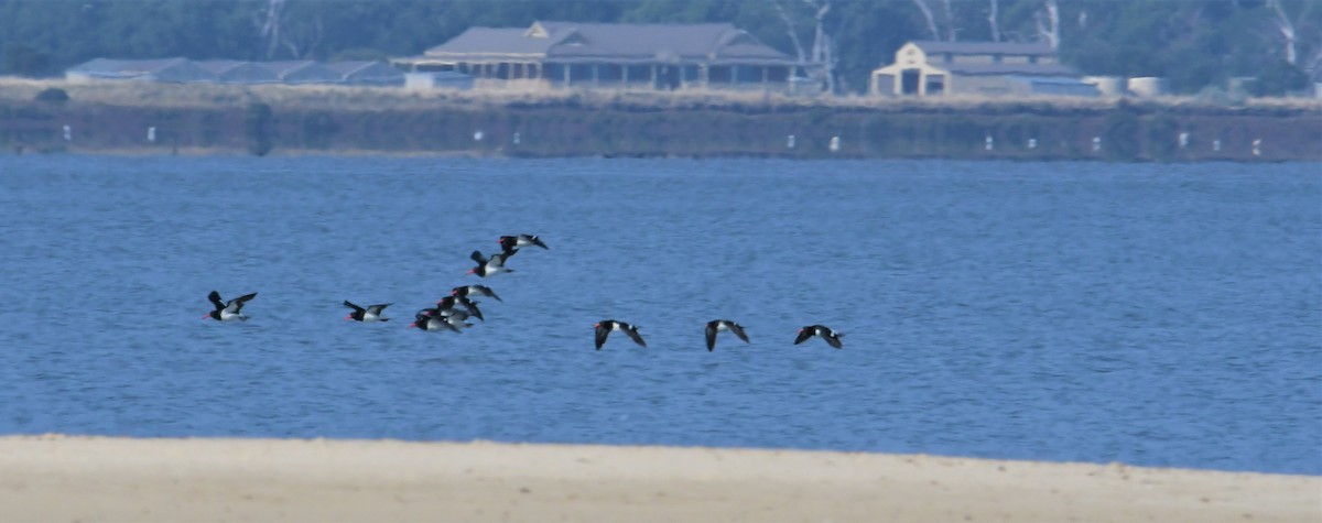 Pied Oystercatcher - ML153322281