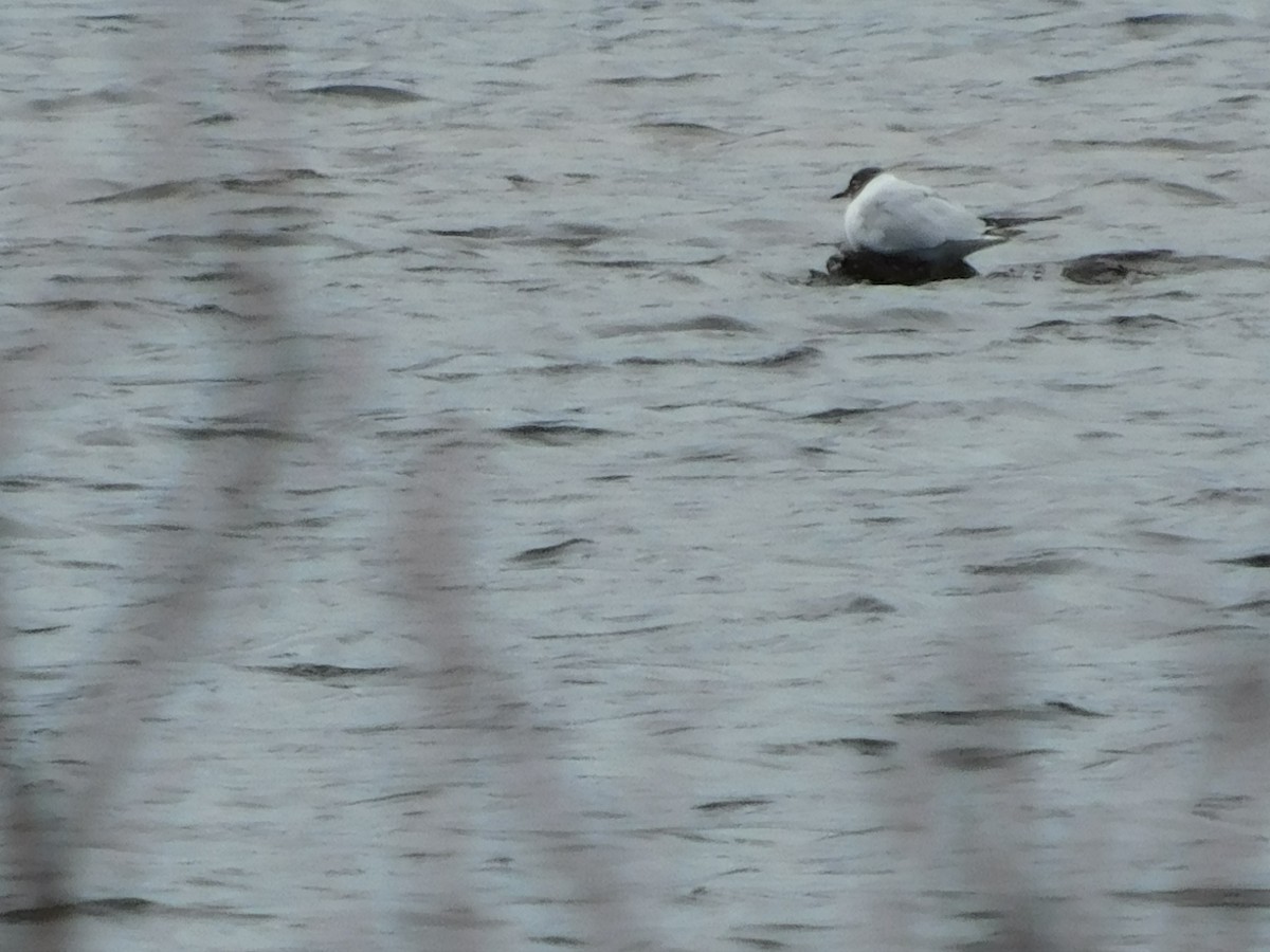 Mouette de Bonaparte - ML153322651