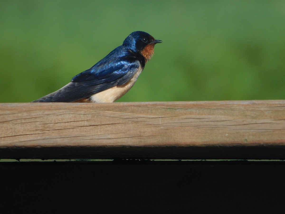 Barn Swallow - ML153323031