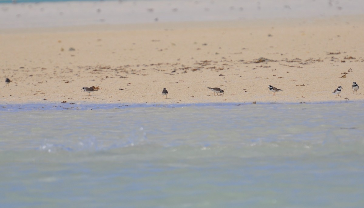 Common Ringed Plover - ML153324031