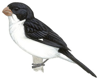 White-bellied Seedeater - Sporophila leucoptera - Birds of the World