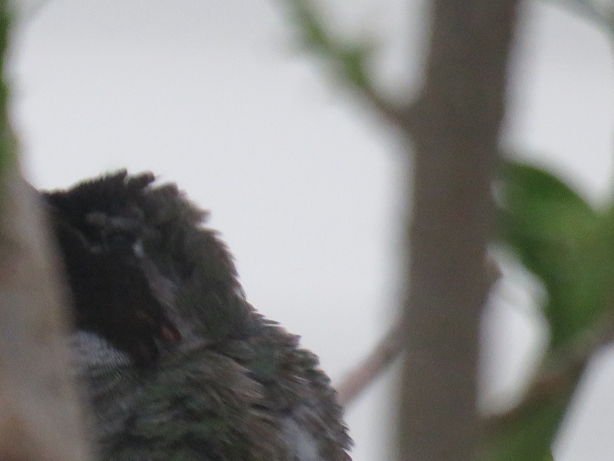 Anna's Hummingbird - ML153328371