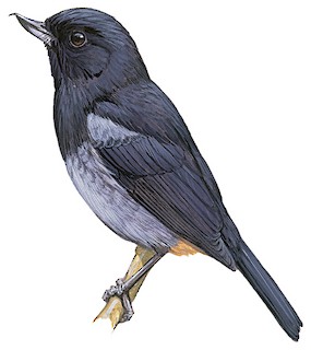 Gray-bellied Flowerpiercer
