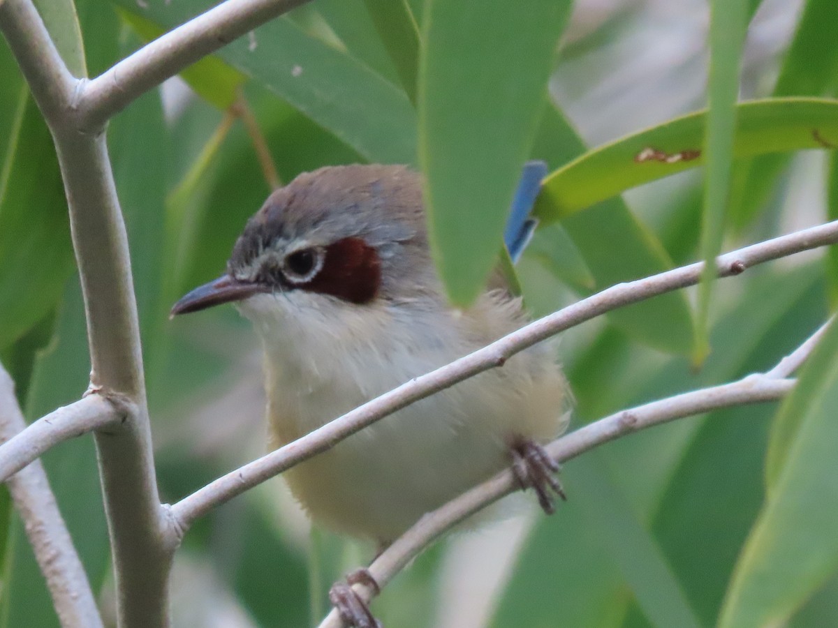 Purple-crowned Fairywren - ML153330011