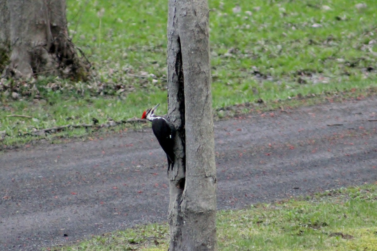 Pileated Woodpecker - ML153331031