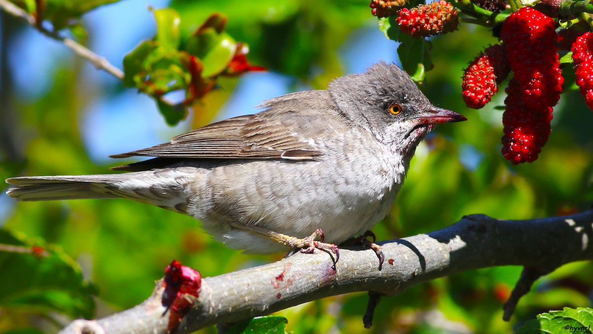 Barred Warbler - Ozgun Sozuer