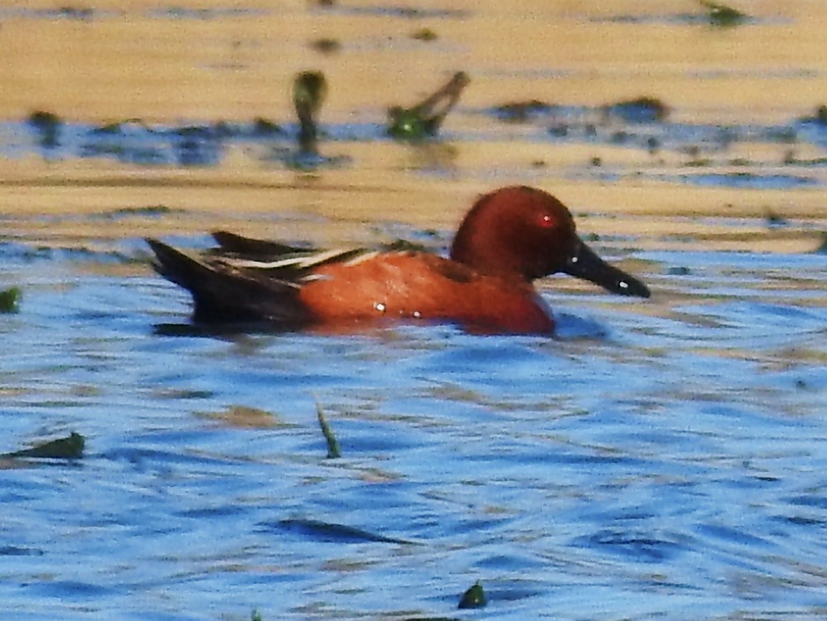 Cinnamon Teal - ML153331741