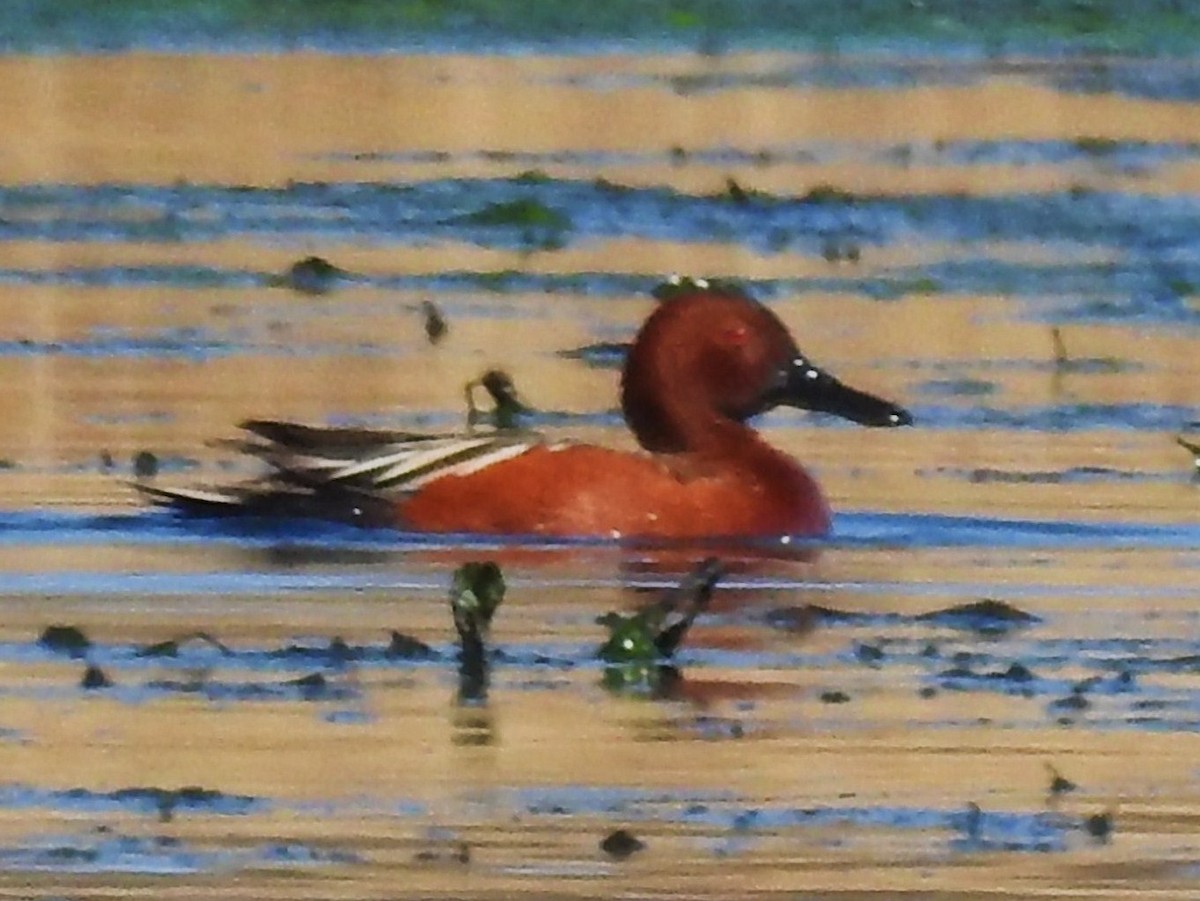 Cinnamon Teal - ML153331771