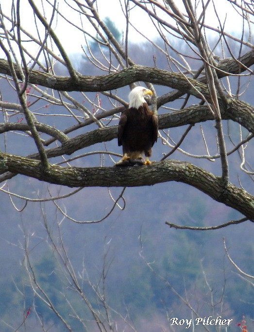 Bald Eagle - ML153332211