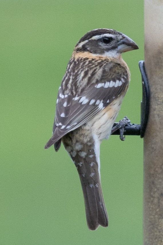 Black-headed Grosbeak - ML153334721