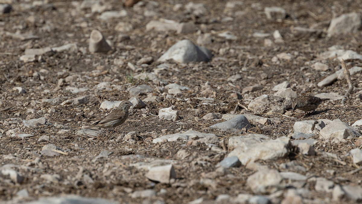 Yemen Serin - Robert Tizard