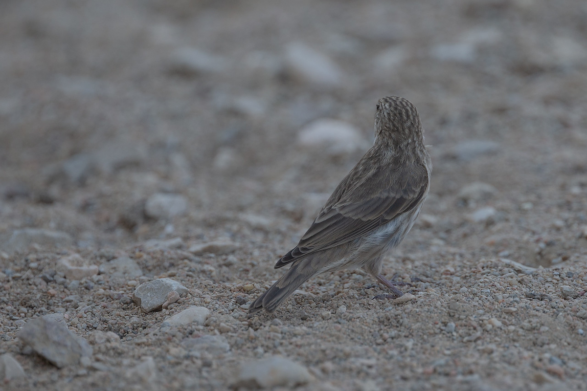 Yemen Serin - Robert Tizard