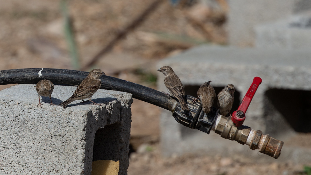 Yemen Serin - Robert Tizard